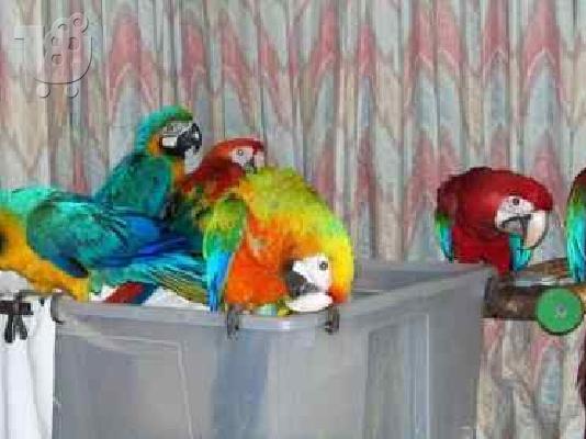 PoulaTo: Vet που ελέγχθηκαν: αρά, παπαγάλοι, conures, αμαζόνες και τα αυγά.